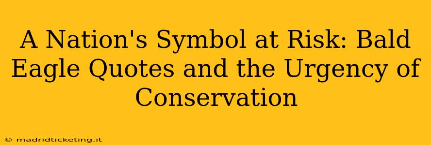 A Nation's Symbol at Risk: Bald Eagle Quotes and the Urgency of Conservation