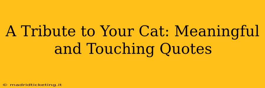 A Tribute to Your Cat: Meaningful and Touching Quotes