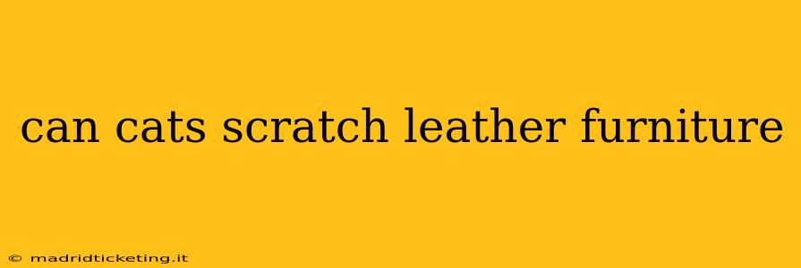 can cats scratch leather furniture