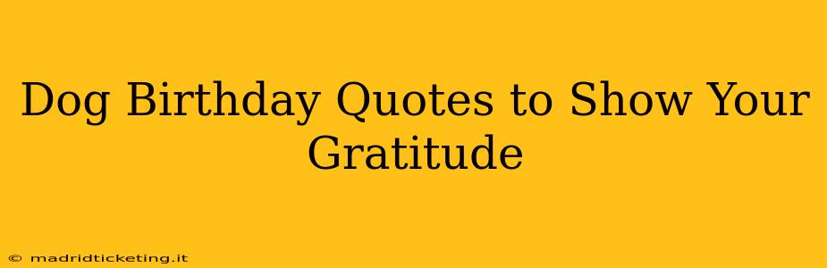 Dog Birthday Quotes to Show Your Gratitude