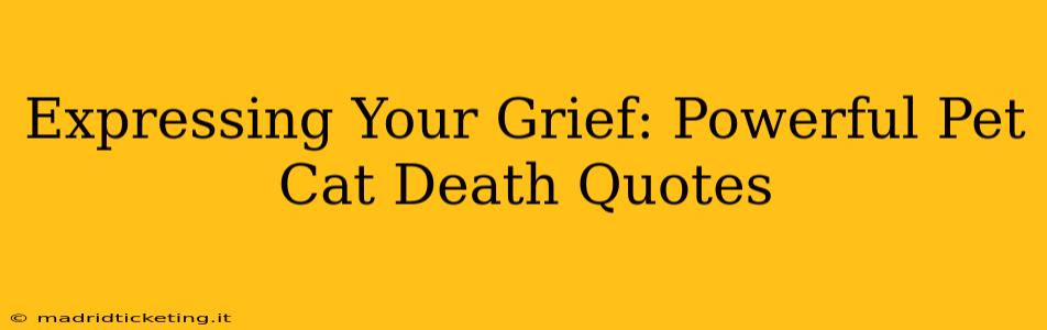 Expressing Your Grief: Powerful Pet Cat Death Quotes