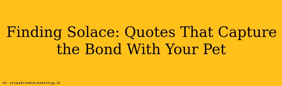 Finding Solace: Quotes That Capture the Bond With Your Pet