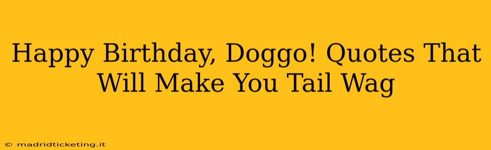 Happy Birthday, Doggo! Quotes That Will Make You Tail Wag