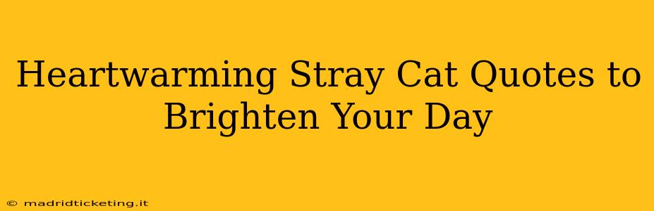 Heartwarming Stray Cat Quotes to Brighten Your Day
