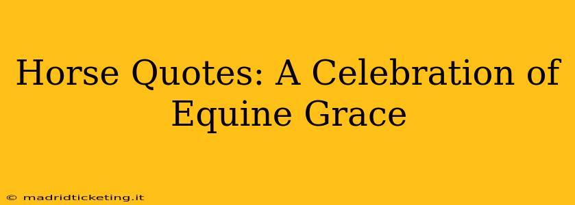 Horse Quotes: A Celebration of Equine Grace