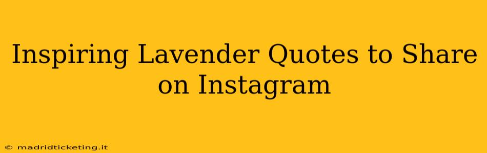 Inspiring Lavender Quotes to Share on Instagram