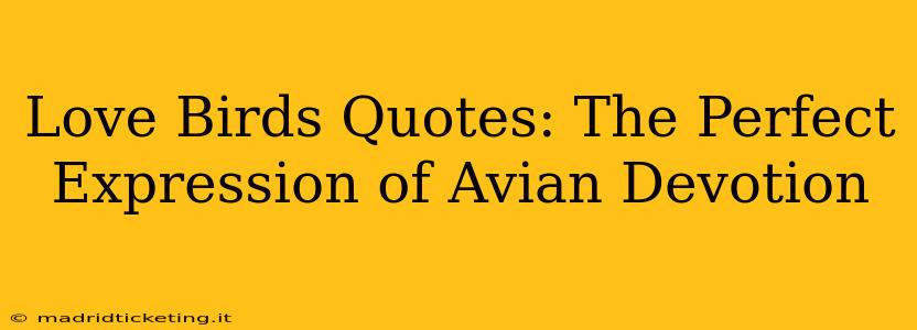 Love Birds Quotes: The Perfect Expression of Avian Devotion