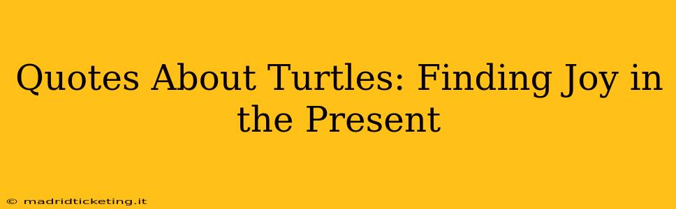 Quotes About Turtles: Finding Joy in the Present