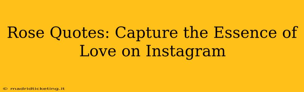 Rose Quotes: Capture the Essence of Love on Instagram