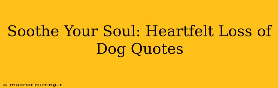 Soothe Your Soul: Heartfelt Loss of Dog Quotes