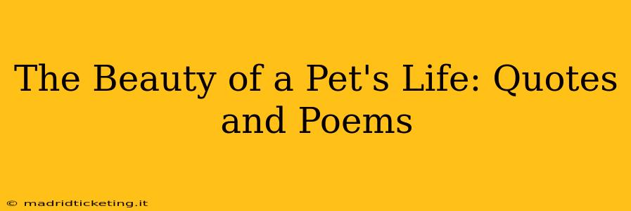 The Beauty of a Pet's Life: Quotes and Poems
