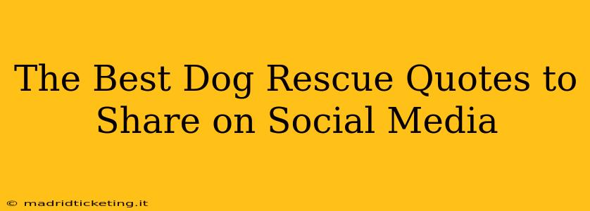 The Best Dog Rescue Quotes to Share on Social Media