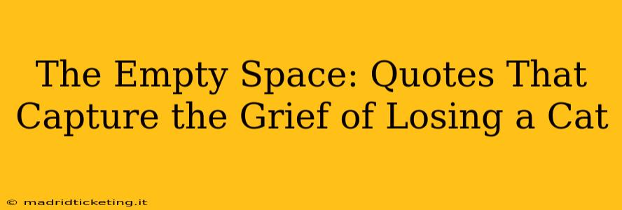 The Empty Space: Quotes That Capture the Grief of Losing a Cat