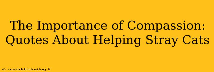 The Importance of Compassion: Quotes About Helping Stray Cats