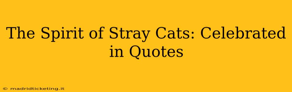 The Spirit of Stray Cats: Celebrated in Quotes
