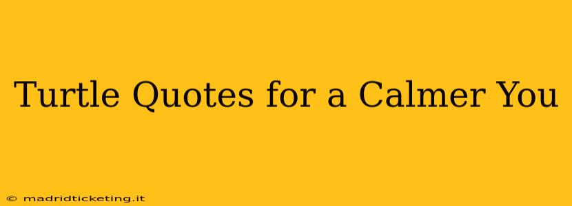 Turtle Quotes for a Calmer You